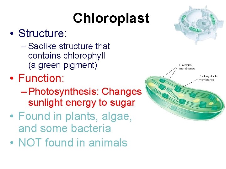 Chloroplast • Structure: – Saclike structure that contains chlorophyll (a green pigment) • Function: