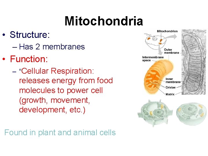 Mitochondria • Structure: – Has 2 membranes • Function: – “Cellular Respiration: releases energy