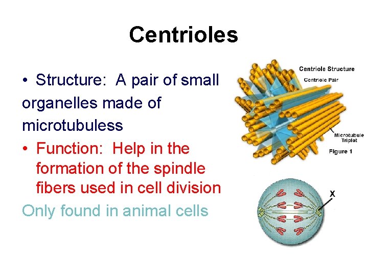 Centrioles • Structure: A pair of small organelles made of microtubuless • Function: Help