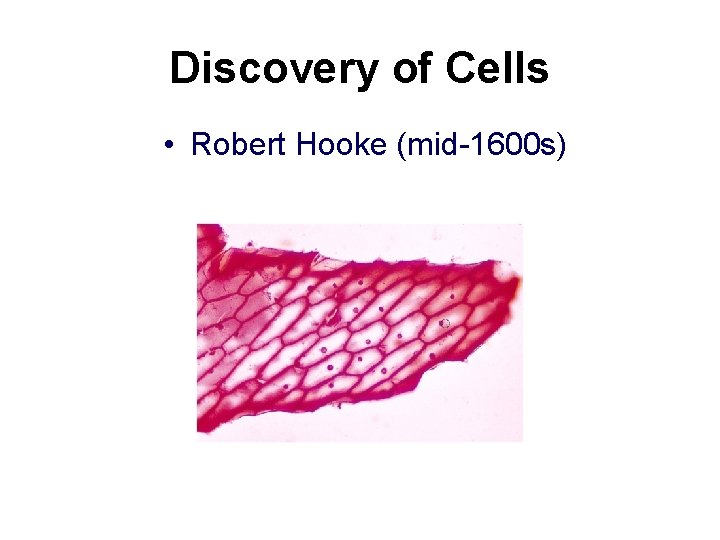 Discovery of Cells • Robert Hooke (mid-1600 s) 