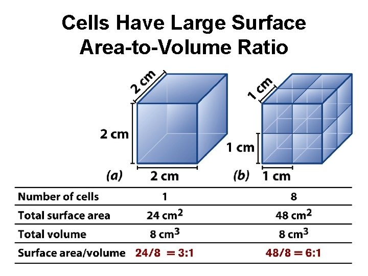 Cells Have Large Surface Area-to-Volume Ratio 