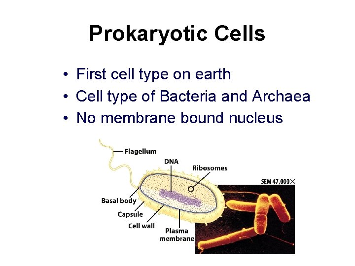 Prokaryotic Cells • First cell type on earth • Cell type of Bacteria and