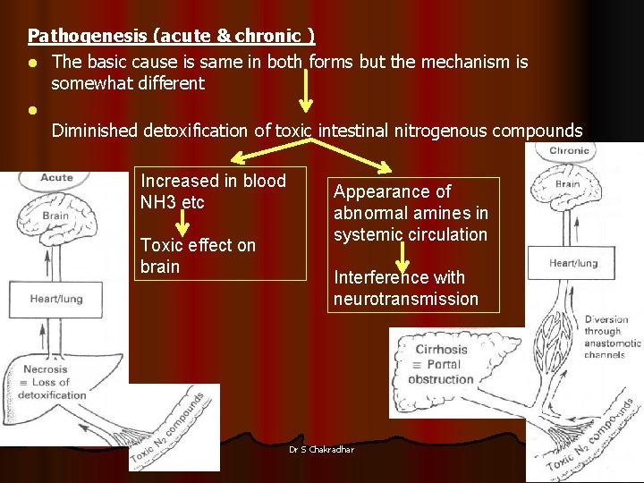 Pathogenesis (acute & chronic ) l The basic cause is same in both forms