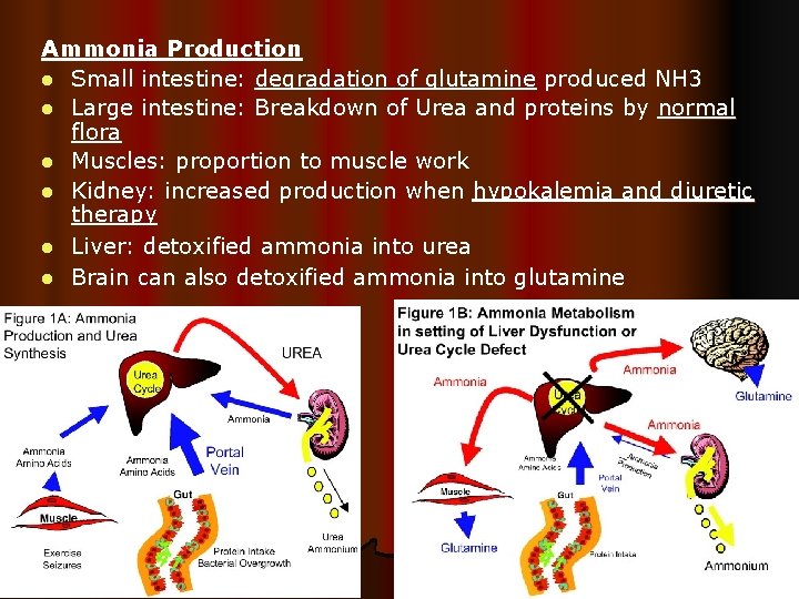 Ammonia Production l Small intestine: degradation of glutamine produced NH 3 l Large intestine: