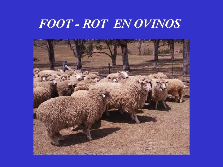 FOOT - ROT EN OVINOS 