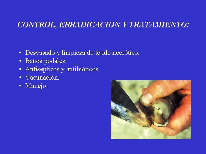 CONTROL, ERRADICACION Y TRATAMIENTO: • • • Desvasado y limpieza de tejido necrótico. Baños
