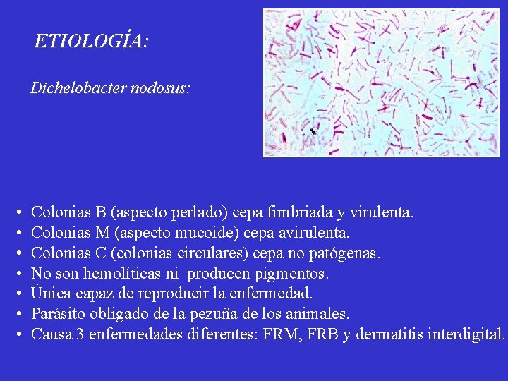 ETIOLOGÍA: Dichelobacter nodosus: • • Colonias B (aspecto perlado) cepa fimbriada y virulenta. Colonias