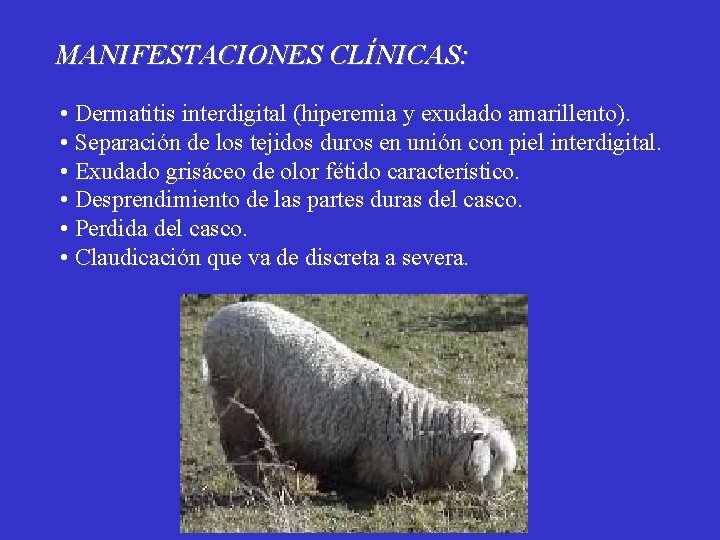 MANIFESTACIONES CLÍNICAS: • Dermatitis interdigital (hiperemia y exudado amarillento). • Separación de los tejidos