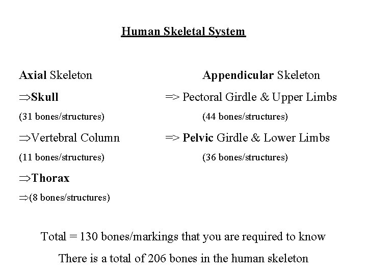 Human Skeletal System Axial Skeleton ÞSkull Appendicular Skeleton => Pectoral Girdle & Upper Limbs