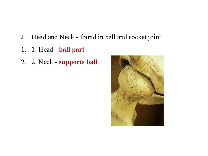 J. Head and Neck - found in ball and socket joint 1. 1. Head