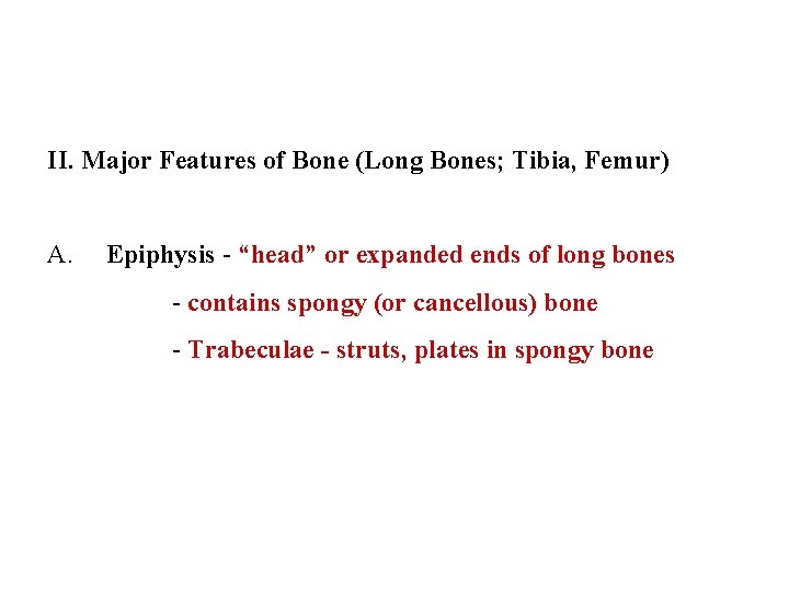 II. Major Features of Bone (Long Bones; Tibia, Femur) A. Epiphysis - “head” or