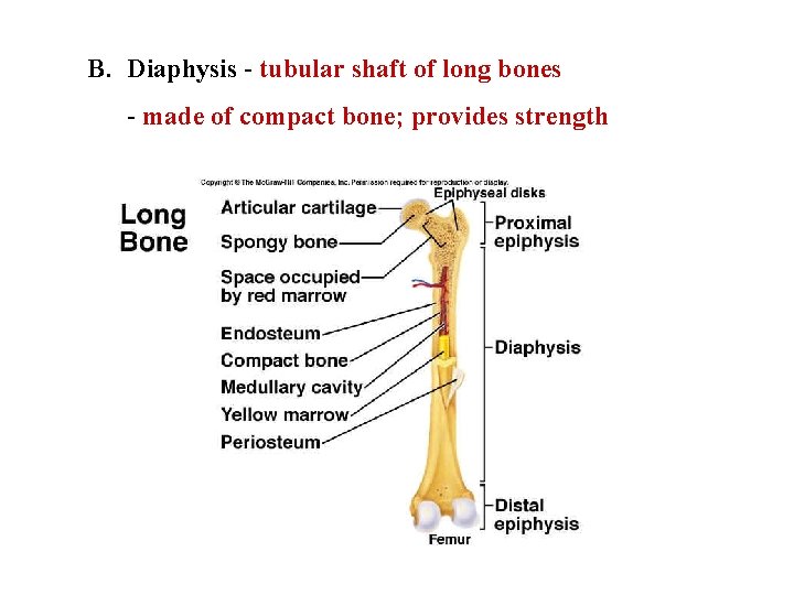 B. Diaphysis - tubular shaft of long bones - made of compact bone; provides