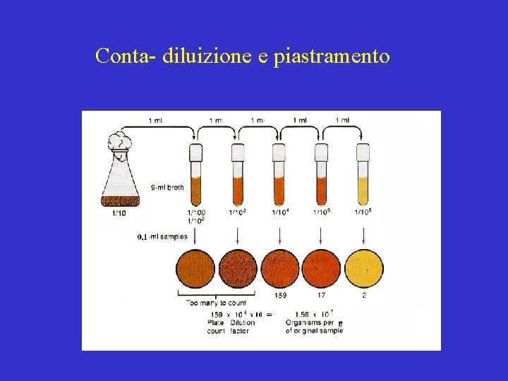 Conta- diluizione e piastramento 