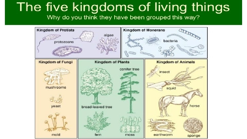 Basic Biology ACh What is LIFE What is