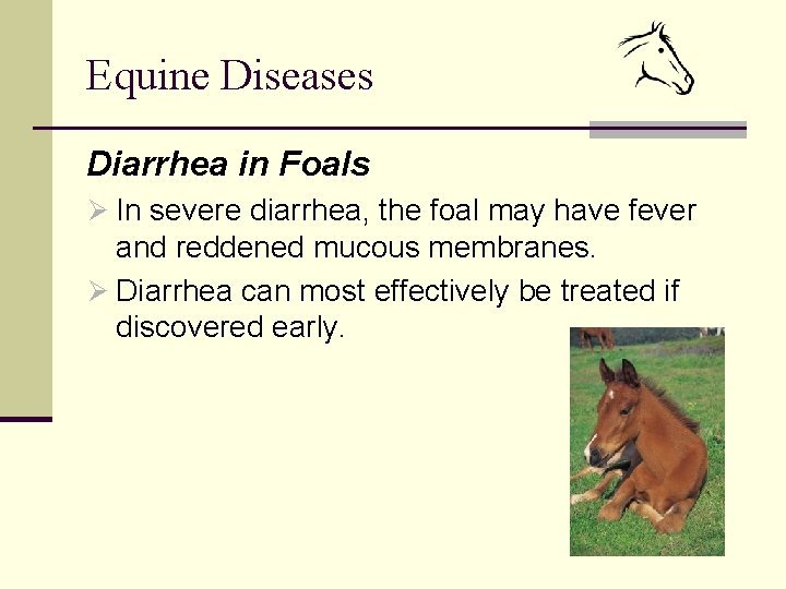 Equine Diseases Diarrhea in Foals Ø In severe diarrhea, the foal may have fever