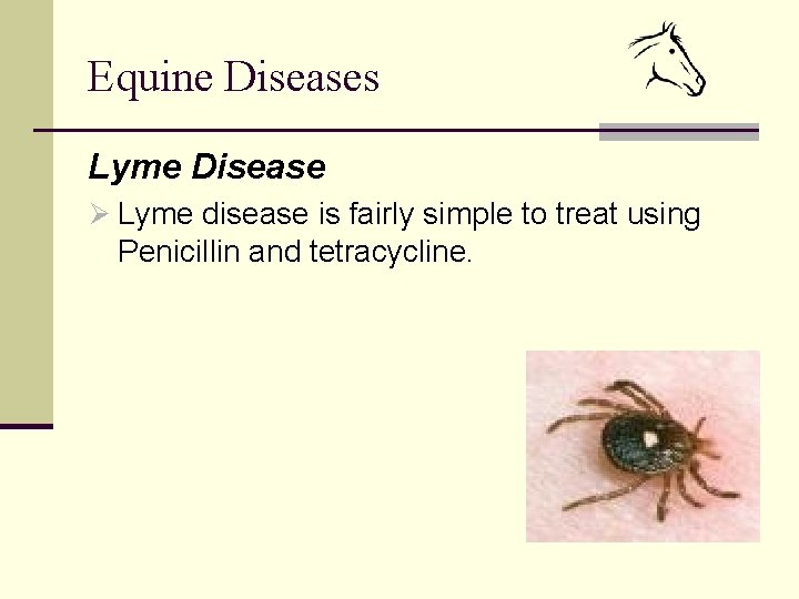 Equine Diseases Lyme Disease Ø Lyme disease is fairly simple to treat using Penicillin