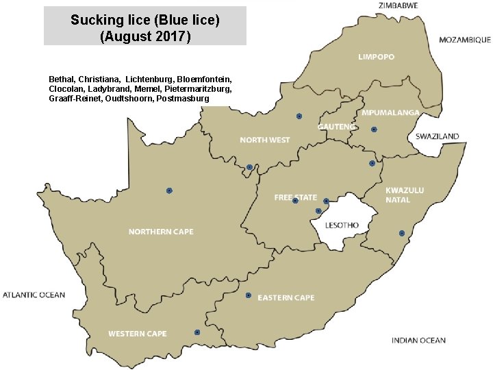 Sucking lice (Blue lice) (August 2017) jkccff Bethal, Christiana, Lichtenburg, Bloemfontein, Clocolan, Ladybrand, Memel,