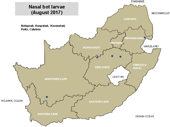 Nasal bot larvae (August 2017) Nelspruit, Hoopstad, Kroonstad, Reitz, Calvinia jkccff 