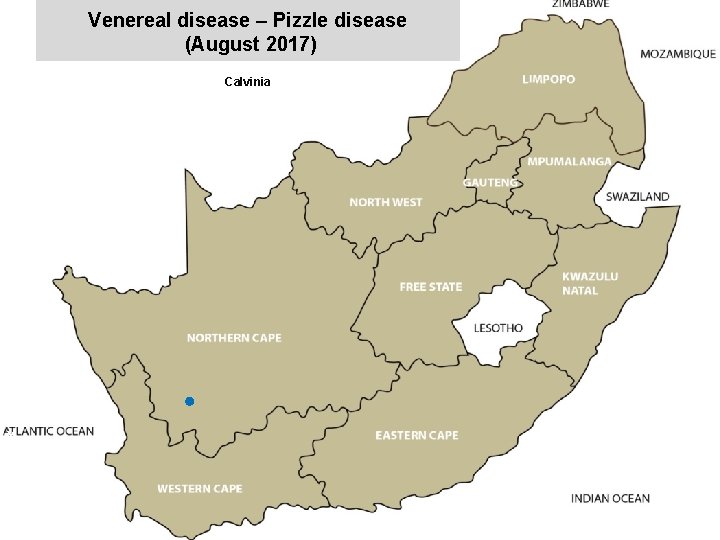 Venereal disease – Pizzle disease (August 2017) Calvinia x 