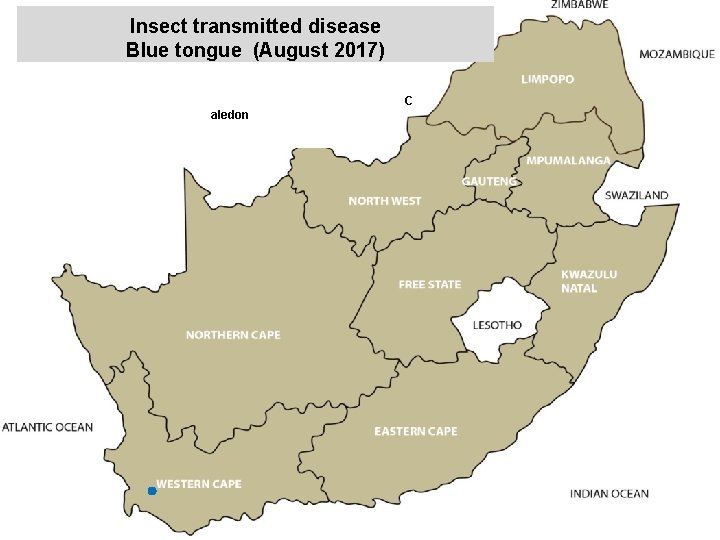 Insect transmitted disease Blue tongue (August 2017) kjkjnmn C aledon 