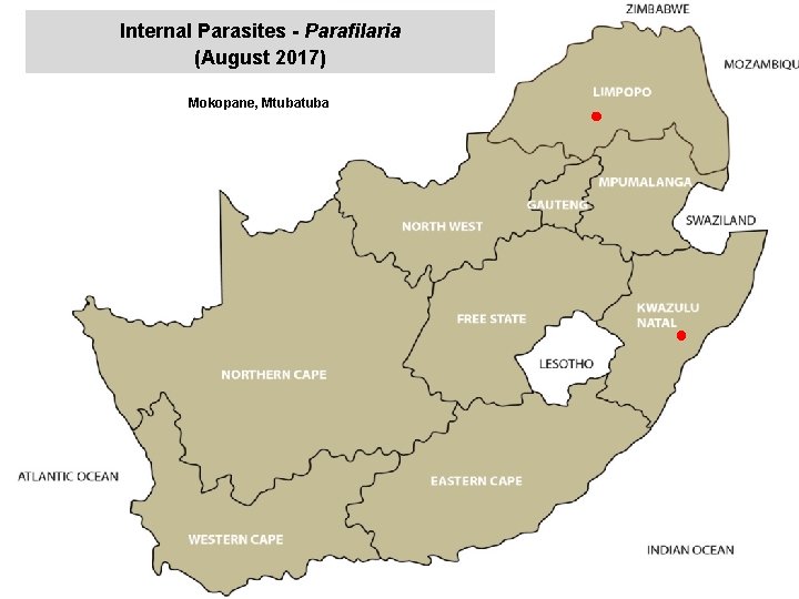 Internal Parasites - Parafilaria (August 2017) Mokopane, Mtuba jkccff 