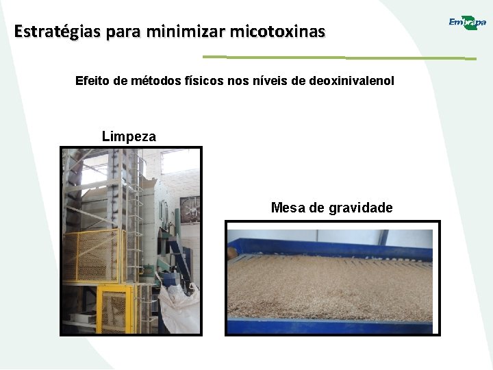 Estratégias para minimizar micotoxinas Efeito de métodos físicos níveis de deoxinivalenol Limpeza Mesa de