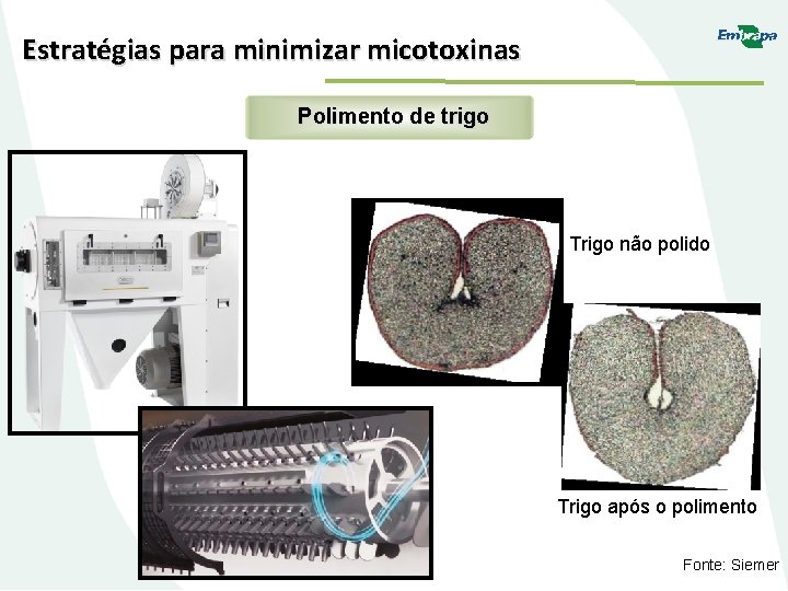 Estratégias para minimizar micotoxinas Polimento de trigo Trigo não polido Trigo após o polimento
