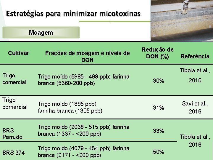 Estratégias para minimizar micotoxinas Moagem Cultivar Trigo comercial BRS Parrudo BRS 374 Frações de