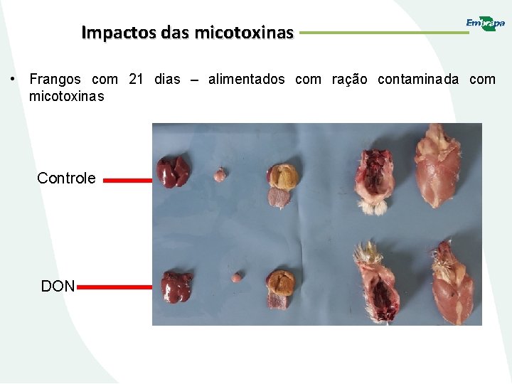 Impactos das micotoxinas • Frangos com 21 dias – alimentados com ração contaminada com