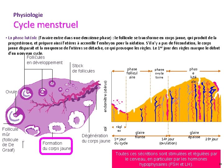Physiologie Cycle menstruel • La phase lutéale (l’ovaire entre dans une deuxième phase) :