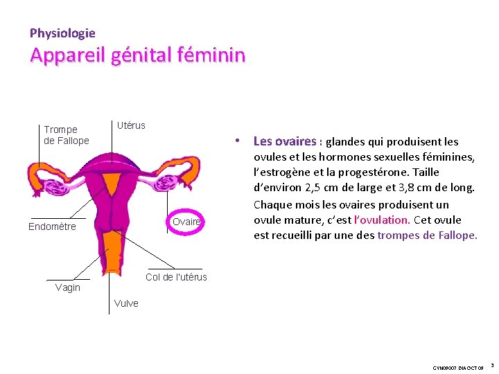 Physiologie Appareil génital féminin Trompe de Fallope Utérus • Les ovaires : glandes qui