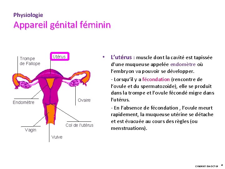 Physiologie Appareil génital féminin Trompe de Fallope • L’utérus : muscle dont la cavité