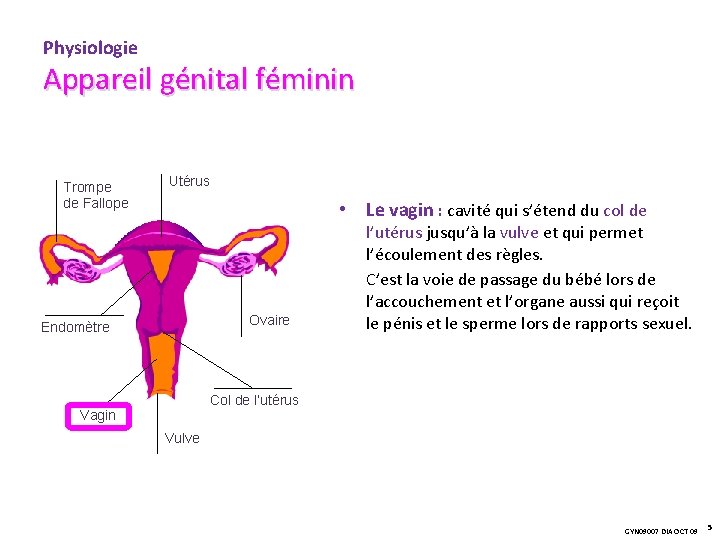 Physiologie Appareil génital féminin Trompe de Fallope Utérus • Le vagin : cavité qui