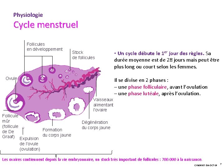 Physiologie Cycle menstruel Follicules en développement Stock de follicules Ovule • Un cycle débute