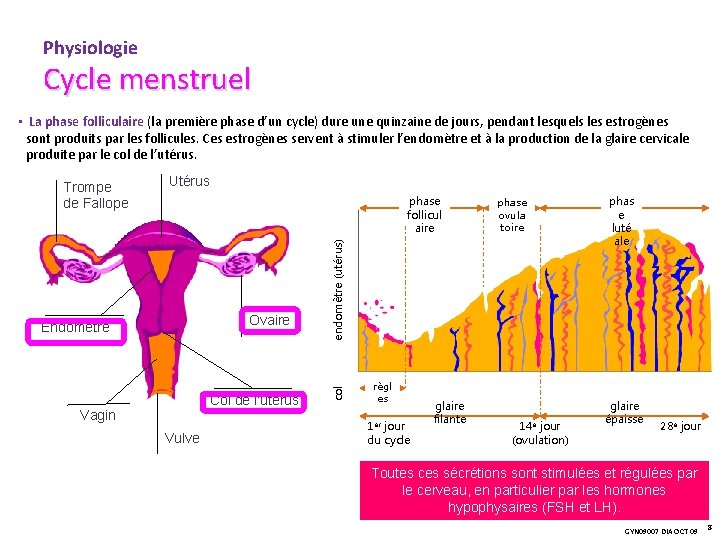 Physiologie Cycle menstruel • La phase folliculaire (la première phase d’un cycle) dure une
