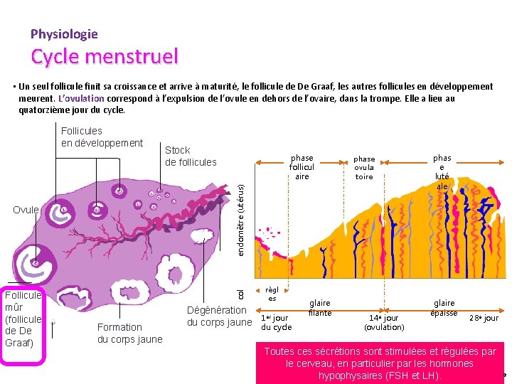 Physiologie Cycle menstruel • Un seul follicule finit sa croissance et arrive à maturité,