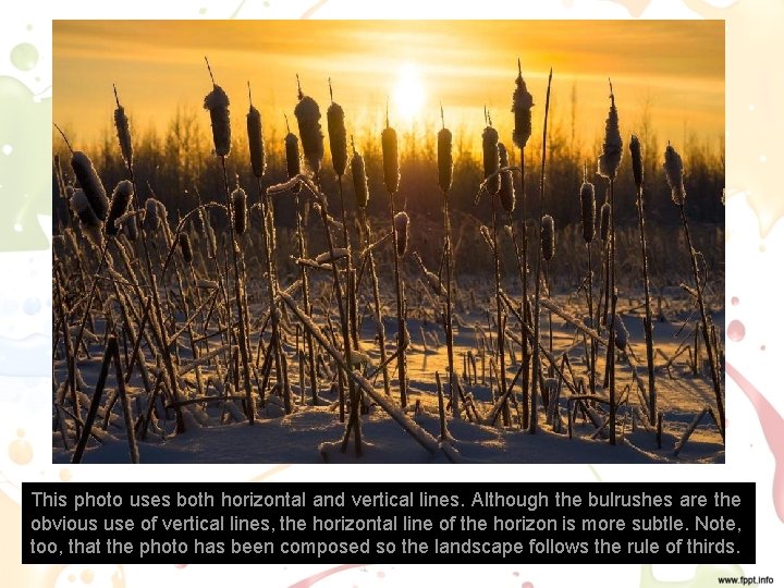 This photo uses both horizontal and vertical lines. Although the bulrushes are the obvious