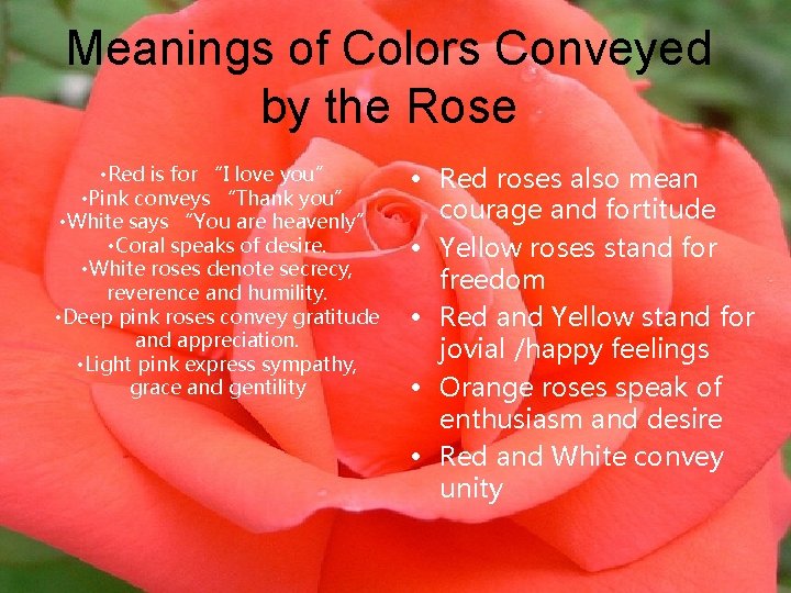 Meanings of Colors Conveyed by the Rose • Red is for “I love you”