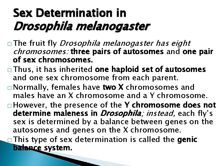 Sex Determination in Drosophila melanogaster fruit fly Drosophila melanogaster has eight chromosomes: three pairs