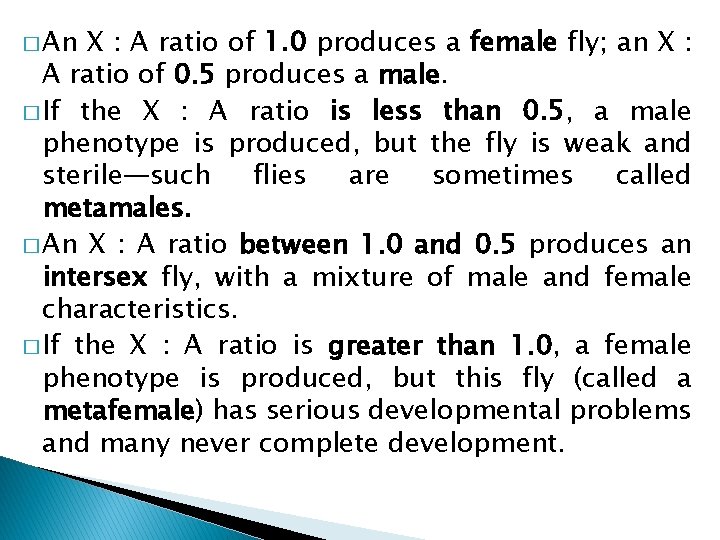 � An X : A ratio of 1. 0 produces a female fly; an