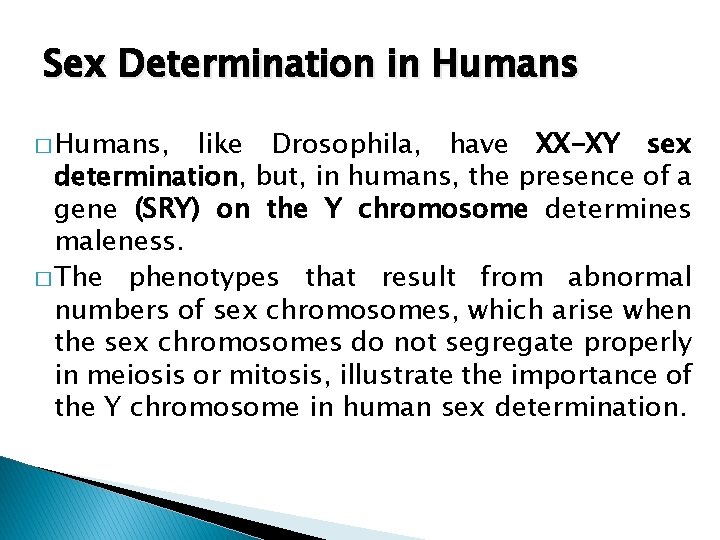 Sex Determination in Humans � Humans, like Drosophila, have XX-XY sex determination, but, in