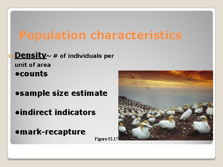 Population characteristics Density~ # of individuals per unit of area • counts • sample