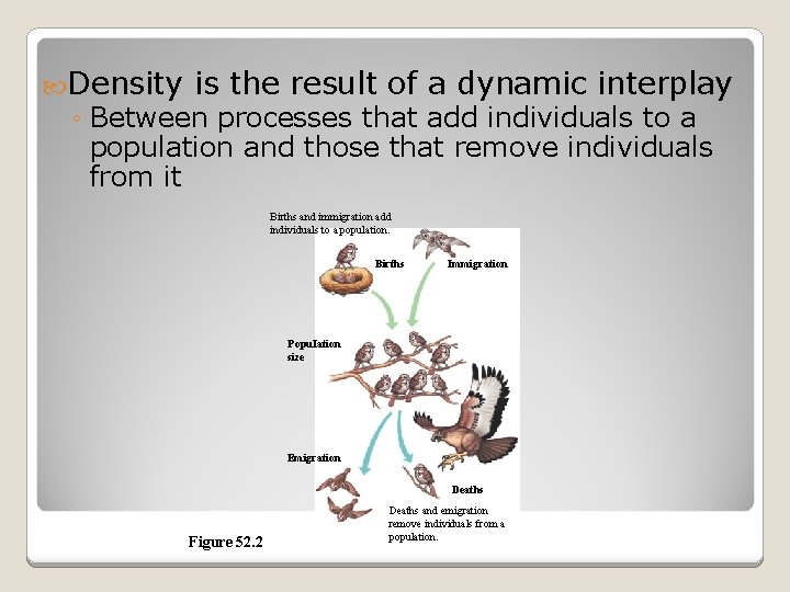  Density is the result of a dynamic interplay ◦ Between processes that add