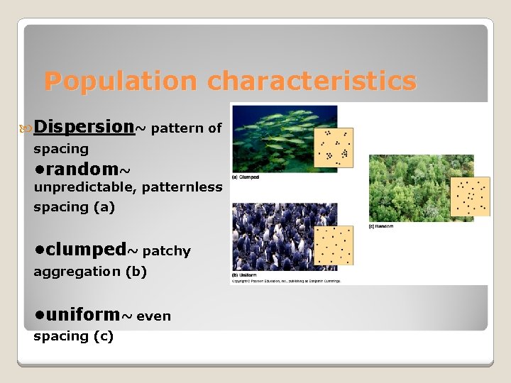 Population characteristics Dispersion~ pattern of spacing • random~ unpredictable, patternless spacing (a) • clumped~