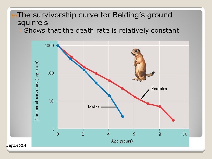  The survivorship curve for Belding’s ground squirrels ◦ Shows that the death rate