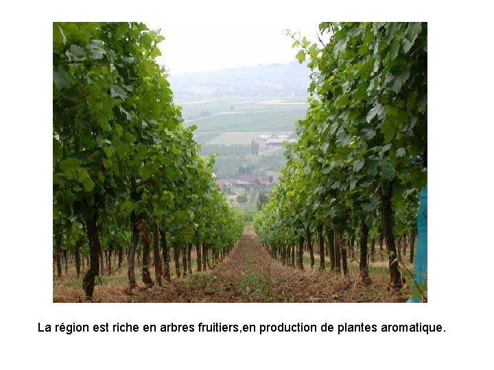 La région est riche en arbres fruitiers, en production de plantes aromatique. 