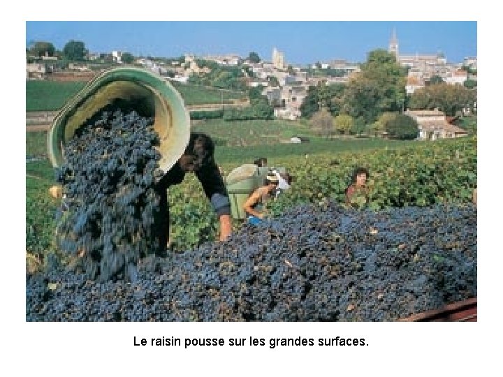 Le raisin pousse sur les grandes surfaces. 