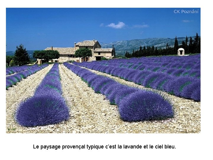 Le paysage provençal typique c’est la lavande et le ciel bleu. 