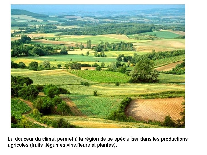 La douceur du climat permet à la région de se spécialiser dans les productions