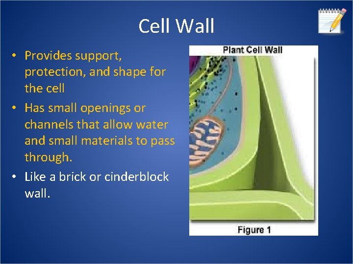 Cell Structure Cells All organisms have structures designed